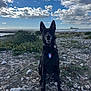 Talya participe au concours pour gagner de l'argent avec cette photo : dog, black_dog, outdoor, beach, rocky_ground, cloudy_sky, sea, ship, harness, pet, nature, sitting, animal, sky, coast, landscape, canine, daytime, alert, smiling