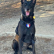 Talya participe au concours pour gagner de l'argent avec cette photo : dog, canine, pet, animal, outdoor, harness, black_fur, sitting, tree, gravel, nature, collar, tag, alert, happy, ears_up, daylight, walking_gear, path, smiling