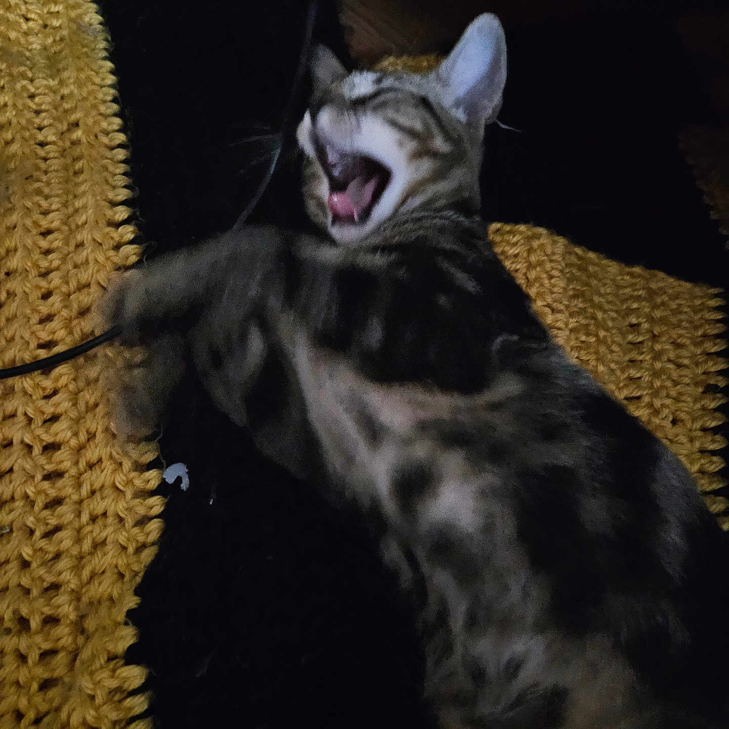 Ash is registered to the contest to win money with this photo: animal, bodypart, cat, chair, couch, cushion, face, furniture, head, homedecor, kitten, manx, mouth, person, pet, photography, portrait, sleeping, teeth, tongue