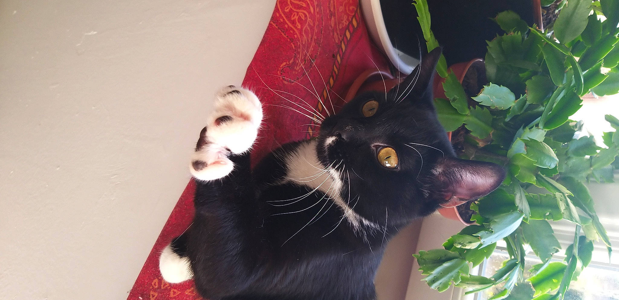 Oréo participe au concours pour gagner de l'argent avec cette photo : black_cat, carmine, carnivore, cat, claw, domestic_short_haired_cat, fashion_accessory, felidae, foot, formal_wear, fur, gesture, grass, paw, plant, small_to_medium_sized_cats, snout, tail, terrestrial_animal, whiskers