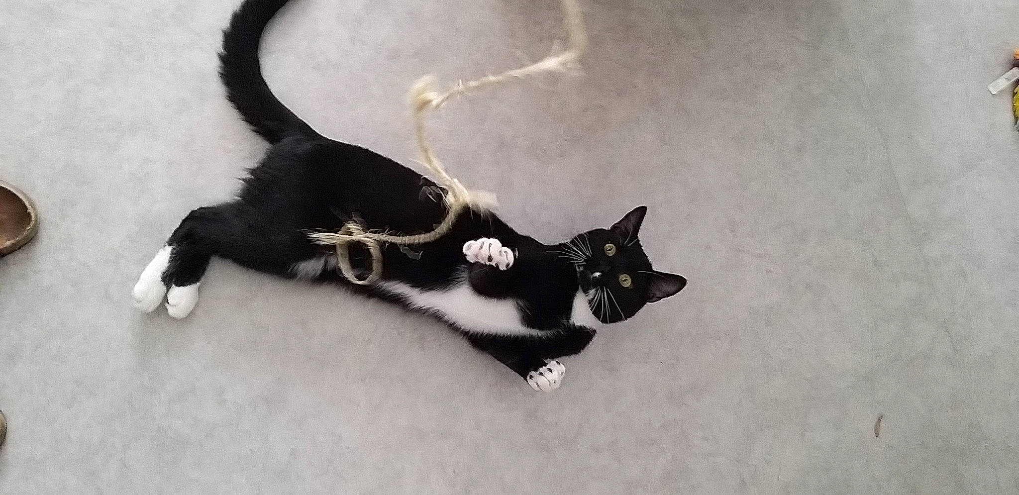 Oréo participe au concours pour gagner de l'argent avec cette photo : beard, black_cat, carnivore, cat, claw, collar, domestic_short_haired_cat, eyelash, eyewear, fashion_accessory, felidae, fur, monochrome, monochrome_photography, paw, small_to_medium_sized_cats, snout, tail, terrestrial_animal, whiskers