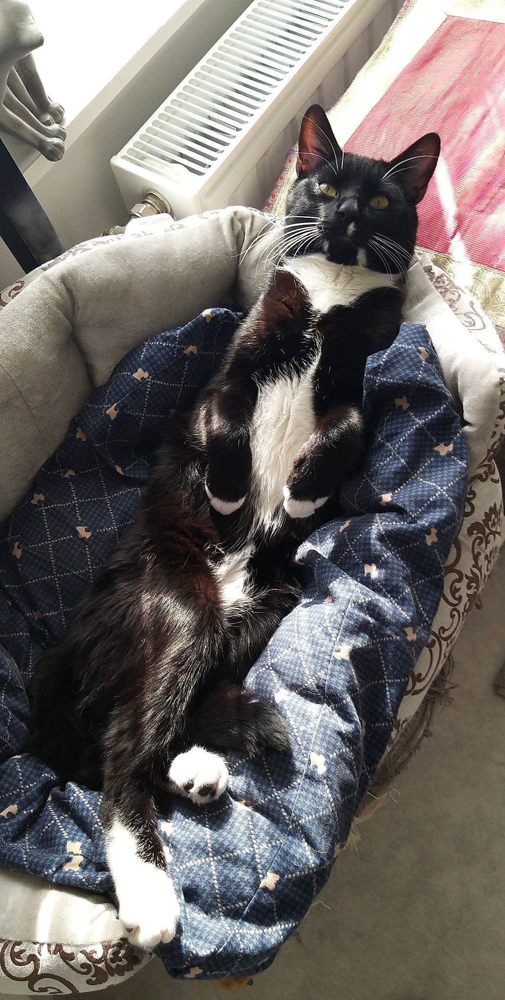 Oréo a rejoint le concours — aidez-le/la à gagner de superbes lots ! black_cat, carnivore, cat, claw, comfort, domestic_short_haired_cat, eyewear, felidae, formal_wear, fur, gesture, lap, mammal, pattern, paw, sitting, small_to_medium_sized_cats, snout, tail, whiskers