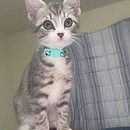 Ash is registered to the contest to win money with this photo: kitten, cat, tabby, pet, animal, collar, bell, blue_collar, sitting, standing, wide_eyed, cute, whiskers, ears, fur, striped_fur, indoor, bedroom, person, head
