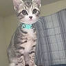 kitten, cat, tabby, pet, animal, collar, bell, blue_collar, sitting, standing, wide_eyed, cute, whiskers, ears, fur, striped_fur, indoor, bedroom, person, head
