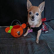 Zoe joined the competition — help win amazing prizes! animal, black_outfit, chihuahua, costume, curious, cute, decor, dog, ears, face, halloween, indoor, orange_bucket, pet, pink_tag, playful, small_dog, standing, textured_surface, toy_bucket