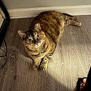 Tibby joined the competition — help win amazing prizes! cat, tabby, pet, animal, floor, wooden_floor, indoor, curious, wide_eyes, feline, domestic_cat, resting, brown, striped, whiskers, paw, relaxed, home, wall, shadow