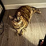cat, tabby, pet, animal, floor, wooden_floor, indoor, curious, wide_eyes, feline, domestic_cat, resting, brown, striped, whiskers, paw, relaxed, home, wall, shadow