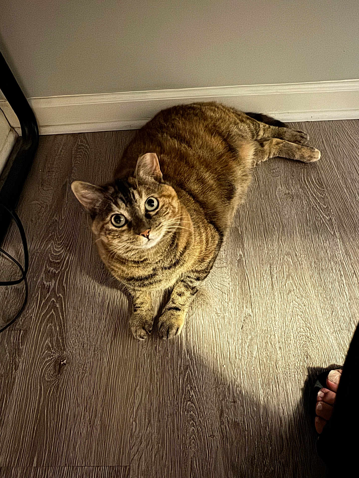 Tibby joined the competition — help win amazing prizes! cat, tabby, pet, animal, floor, wooden_floor, indoor, curious, wide_eyes, feline, domestic_cat, resting, brown, striped, whiskers, paw, relaxed, home, wall, shadow