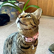 Otto joined the competition — help win amazing prizes! cat, tabby_cat, pet, indoor, collar, green_eyes, curious, whiskers, feline, animal, domestic_cat, pink_collar, daisy_charm, carpet, plant, wooden_wall, household, closeup, looking_up, cute