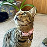 cat, tabby_cat, pet, indoor, collar, green_eyes, curious, whiskers, feline, animal, domestic_cat, pink_collar, daisy_charm, carpet, plant, wooden_wall, household, closeup, looking_up, cute