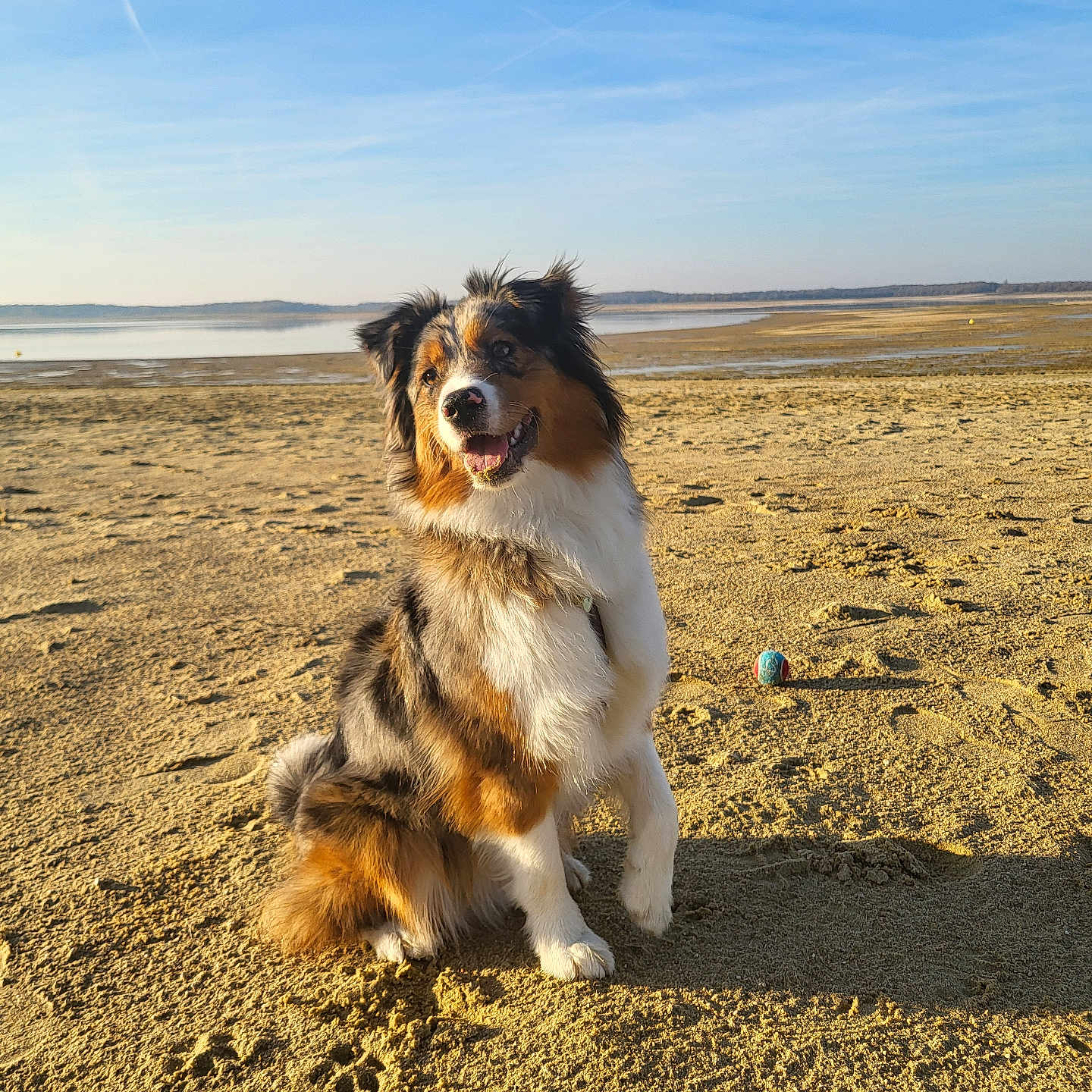Ruby participe au concours pour gagner de l'argent avec cette photo : animal, ball, beach, canine, coast, collie, dog, grass, nature, outdoors, pet, plant, puppy, sand, sea, shoreline, sky, soil, sport, water