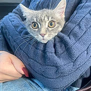 Mimi joined the competition — help win amazing prizes! kitten, gray_tabby, cat, wide_eyes, blue_sweater, knitted, human_hand, long_nails, red_nail_polish, denim, jeans, lap, cozy, pet, indoor, close_up, cute, whiskers, feline, snug
