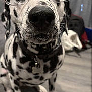 Maya joined the competition — help win amazing prizes! dalmatian, dog, glasses, close_up, black_and_white, pet, indoor, floor, collar, curious, animal, portrait, muzzle, whiskers, ears, brown_eyes, spots, sitting, household, background_blur