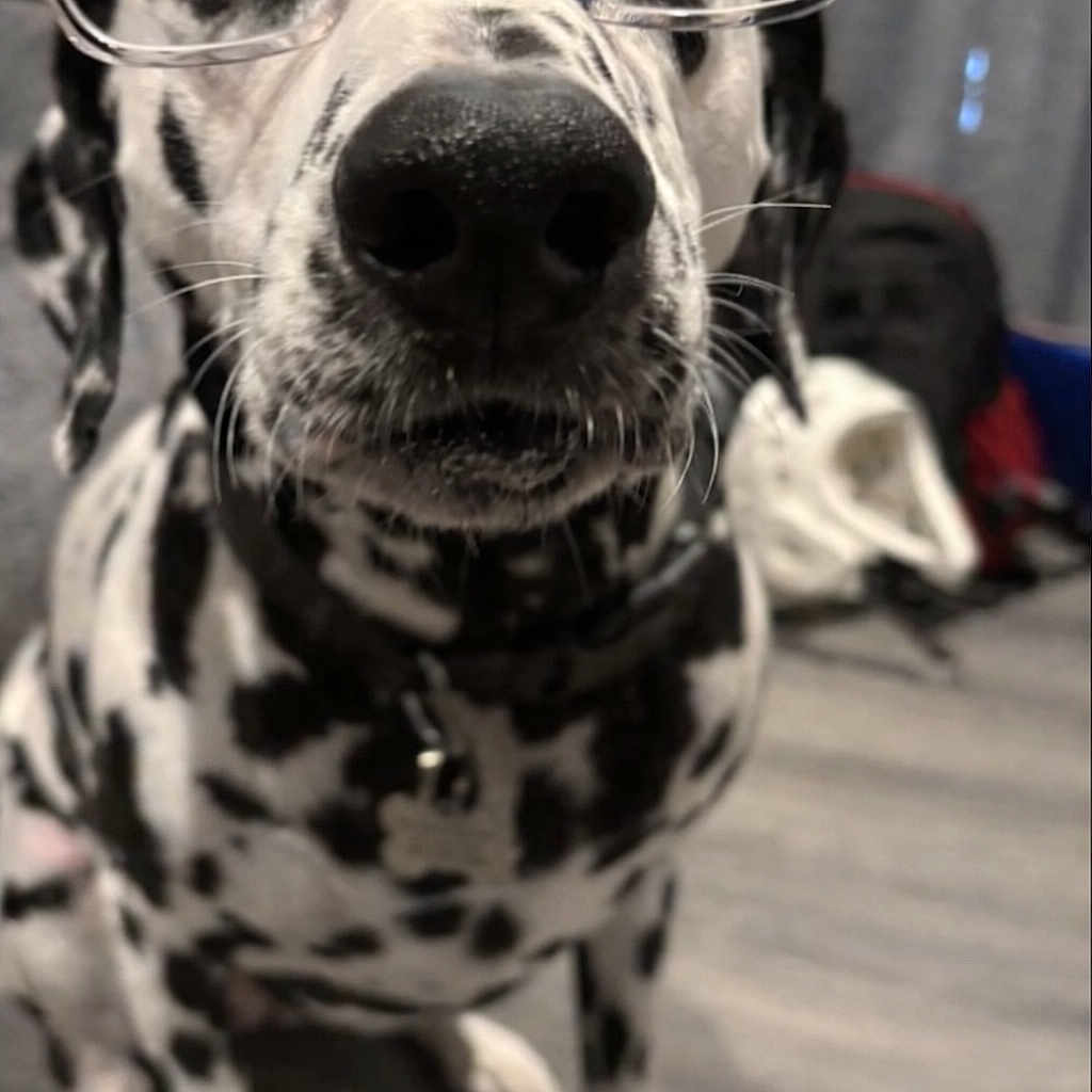 Maya