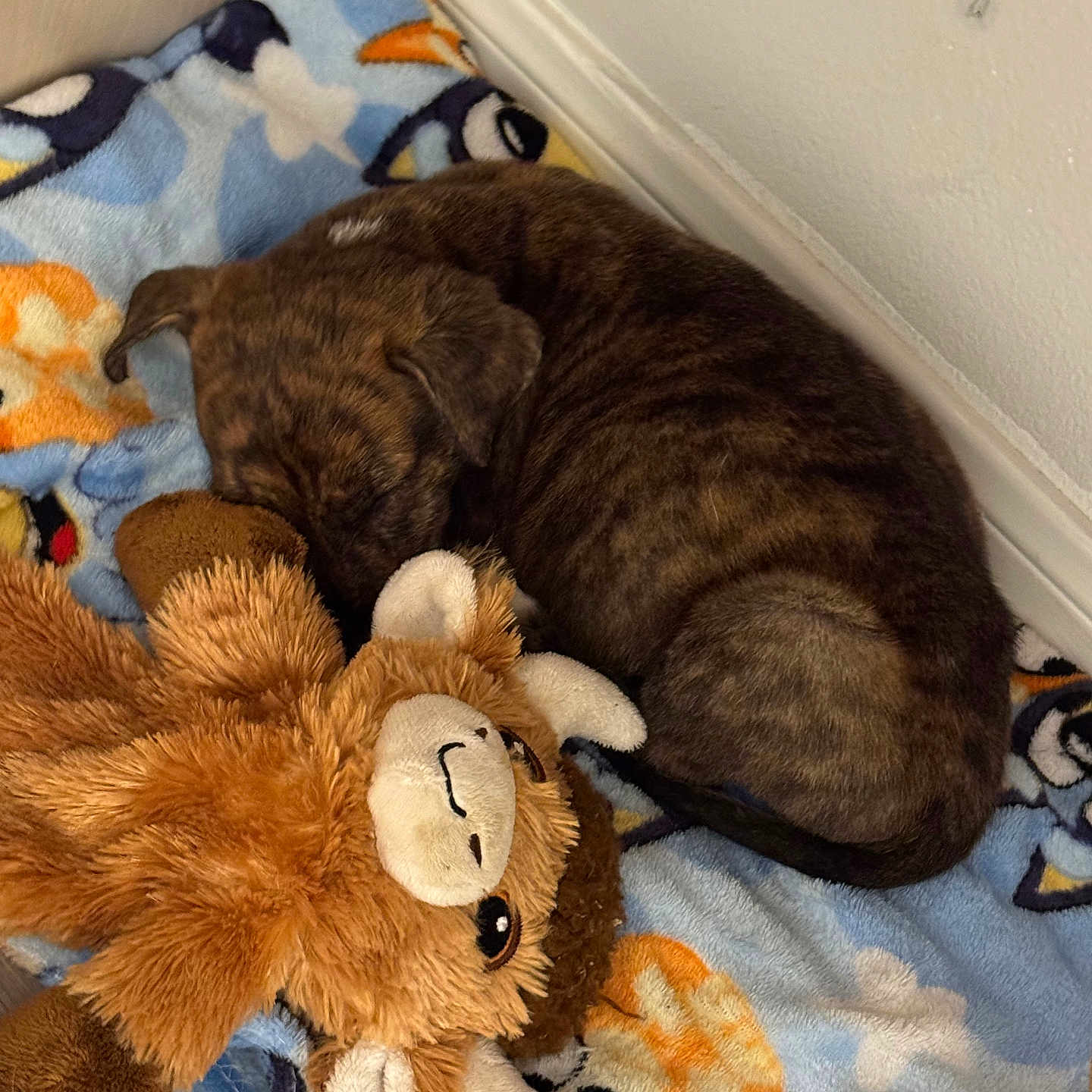 Chief is registered to the contest to win money with this photo: puppy, dog, sleeping, blanket, stuffed_animal, plush_toy, corner, floor, indoor, brown_fur, curled_up, resting, cute, cozy, animal, pet, soft, young_dog, comfort, napping