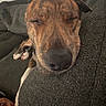 Chief is registered to the contest to win money with this photo: dog, sleeping, brindle, couch, indoor, pet, relaxation, closeup, animal, nap, furniture, cozy, resting, canine, home, soft, comfort, peaceful, brown, texture