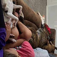 Chief is registered to the contest to win money with this photo: child, dog, couch, brown_couch, relaxing, indoor, carpet, white_dog, brindle_dog, child_in_pink, blanket, home, legs, feet, casual, resting, comfort, living_room, human, pet