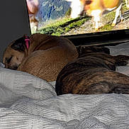 Mj is registered to the contest to win money with this photo: dog, sleeping, bed, blanket, striped, brown, brindle, collar, pet, indoor, television, tv_screen, mountain, cows, nature, resting, animal, cozy, relaxing, domestic