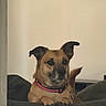 dog, pet, brown_dog, collar, pink_collar, ears, couch, indoor, animal, canine, relaxed, fur, muzzle, paw, tail, domestic_animal, companion, furniture, resting, alert