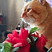 Cacahouète participe au concours pour gagner de l'argent avec cette photo : calm, cat, clock, closeup, decor, domestic_cat, flowers, fur, household, indoor, natural_light, orange_cat, pet, profile, red_flowers, side_view, table, television, vase, whiskers