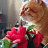 calm, cat, clock, closeup, decor, domestic_cat, flowers, fur, household, indoor, natural_light, orange_cat, pet, profile, red_flowers, side_view, table, television, vase, whiskers