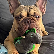 Goody joined the competition — help win amazing prizes! animal, brown_dog, close_up, couch, cute, dinosaur_toy, dog, ears, face, french_bulldog, furniture, home, indoor, paws, pet, pet_toy, plush_toy, relaxed, snout, toy