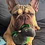 animal, brown_dog, close_up, couch, cute, dinosaur_toy, dog, ears, face, french_bulldog, furniture, home, indoor, paws, pet, pet_toy, plush_toy, relaxed, snout, toy