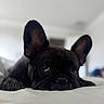 Rigel joined the competition — help win amazing prizes! dog, french_bulldog, pet, animal, closeup, lying_down, ears, black_coat, indoor, bed, cute, sleepy, face, whiskers, nosedetail, canine, domestic_animal, resting, blurred_background, portrait