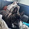 dog, french_bulldog, blanket, cushion, window, indoor, pet, relaxed, cozy, fur, ears, face, paw, resting, home, comfort, sunlight, furniture, animal, cute