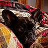 Rigel joined the competition — help win amazing prizes! dog, french_bulldog, pet, ears, eyes, blanket, quilt, patchwork, indoor, cozy, wooden_wall, window, home, resting, cute, animal, portrait, snuggled, warm, companion