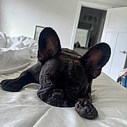 Rigel is registered to the contest to win money with this photo: dog, french_bulldog, bed, white_bedspread, indoor, pet, animal, ears, face, lying_down, close_up, sleepy, cozy, room, door, mirror, relaxing, paw, fur, expression