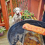 Kai joined the competition — help win amazing prizes! dog, dalmatian, grill, meat, deck, wooden_deck, flowers, potted_plants, charcoal, outdoor, autumn, leaves, red_foliage, patio, barbecue, cooking, pet, animal, summer, nature