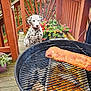 dog, dalmatian, grill, meat, deck, wooden_deck, flowers, potted_plants, charcoal, outdoor, autumn, leaves, red_foliage, patio, barbecue, cooking, pet, animal, summer, nature