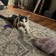 Jackson joined the competition — help win amazing prizes! cat, bow_tie, toy, rug, floor, indoor, pet, black_and_white, feline, playful, cozy, home, decor, vacuum_cleaner, slipper, wooden_floor, relaxed, cute, domestic_animal, mammal
