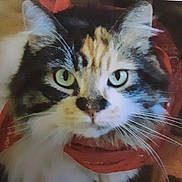 Mimi joined the competition — help win amazing prizes! animal, cat, close_up, curious, cute, domestic_cat, face, feline, fluffy, fur, green_eyes, indoor, looking_at_camera, pet, portrait, red_scarf, scarf, serious, soft_lighting, whiskers