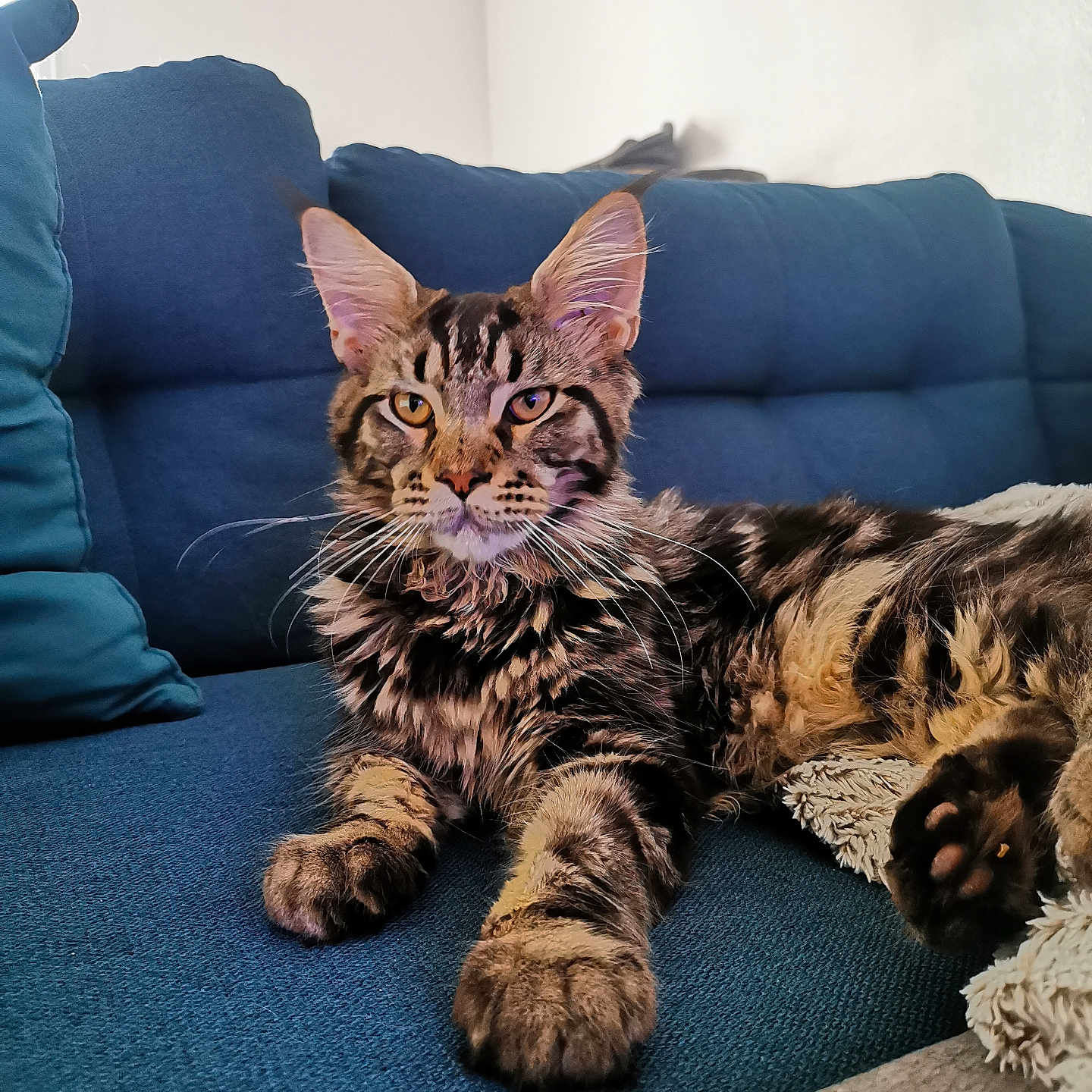 Xanas a rejoint le concours — aidez-le/la à gagner de superbes lots ! abyssinian, animal, architecture, building, cat, chair, couch, cushion, furniture, hardwood, homedecor, indoors, interiordesign, kitten, livingroom, manx, pet, pillow, room, wood