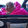 Cinnamon is registered to the contest to win money with this photo: blanket, car_interior, cozy, curly_fur, dashboard, dog, eyes, looking_out, metal_ring, nose, pet_bed, pink_blanket, portrait, puppy, seat, side_profile, small_dog, strap, travel_bag, window