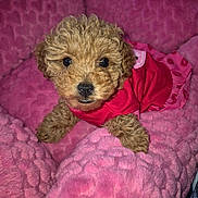 Cinnamon is registered to the contest to win money with this photo: puppy, dog, curly_fur, toy_poodle, pink_blanket, plush_bed, pet_bed, close_up, portrait, small_puppy, dark_eyes, black_nose, paw, red_shirt, cozy, indoor, soft_texture, adorable, looking_up, cute