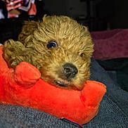 Cinnamon joined the competition — help win amazing prizes! bed, blanket, brown_fur, close_up, cozy, curly_fur, cute, dog, eye, flash, indoor, nose, pet, play, plush_toy, portrait, puppy, sleeping_spot, snout, toy