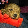 bed, blanket, brown_fur, close_up, cozy, curly_fur, cute, dog, eye, flash, indoor, nose, pet, play, plush_toy, portrait, puppy, sleeping_spot, snout, toy