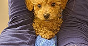 Cinnamon joined the competition — help win amazing prizes! arms, blue_towel, brown_fur, close_up, cozy, curly_fur, cute, dog, eyes, indoors, lap, long_sleeve_shirt, nose, person, pet, portrait, puppy, small_dog, snout, toy_poodle