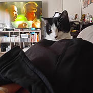 Chico joined the competition — help win amazing prizes! cat, black_and_white_cat, living_room, television, tv_screen, sofa, blanket, shelf, books, dvd_collection, vase, decor, cushion, indoor, pet, feline, blurred_foreground, remote_control, cozy, sitting