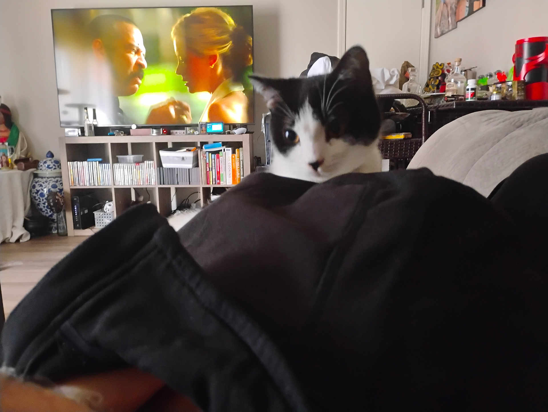 Chico joined the competition — help win amazing prizes! cat, black_and_white_cat, living_room, television, tv_screen, sofa, blanket, shelf, books, dvd_collection, vase, decor, cushion, indoor, pet, feline, blurred_foreground, remote_control, cozy, sitting