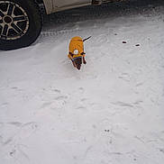 Roxy joined the competition — help win amazing prizes! dog, snow, yellow_jacket, vehicle, tire, outdoor, winter, cold, pet, small_dog, footprints, white_snow, parked_car, animal, canine, clothing, ground, daytime, nature, weather
