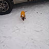 dog, snow, yellow_jacket, vehicle, tire, outdoor, winter, cold, pet, small_dog, footprints, white_snow, parked_car, animal, canine, clothing, ground, daytime, nature, weather
