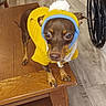 Roxy is registered to the contest to win money with this photo: dog, small_dog, yellow_sweater, knit_hat, pom_pom, wooden_table, indoor, flooring, wheelchair, bed, furniture, curious, pet, animal, brown_dog, looking_up, clothing, cozy, room, domestic