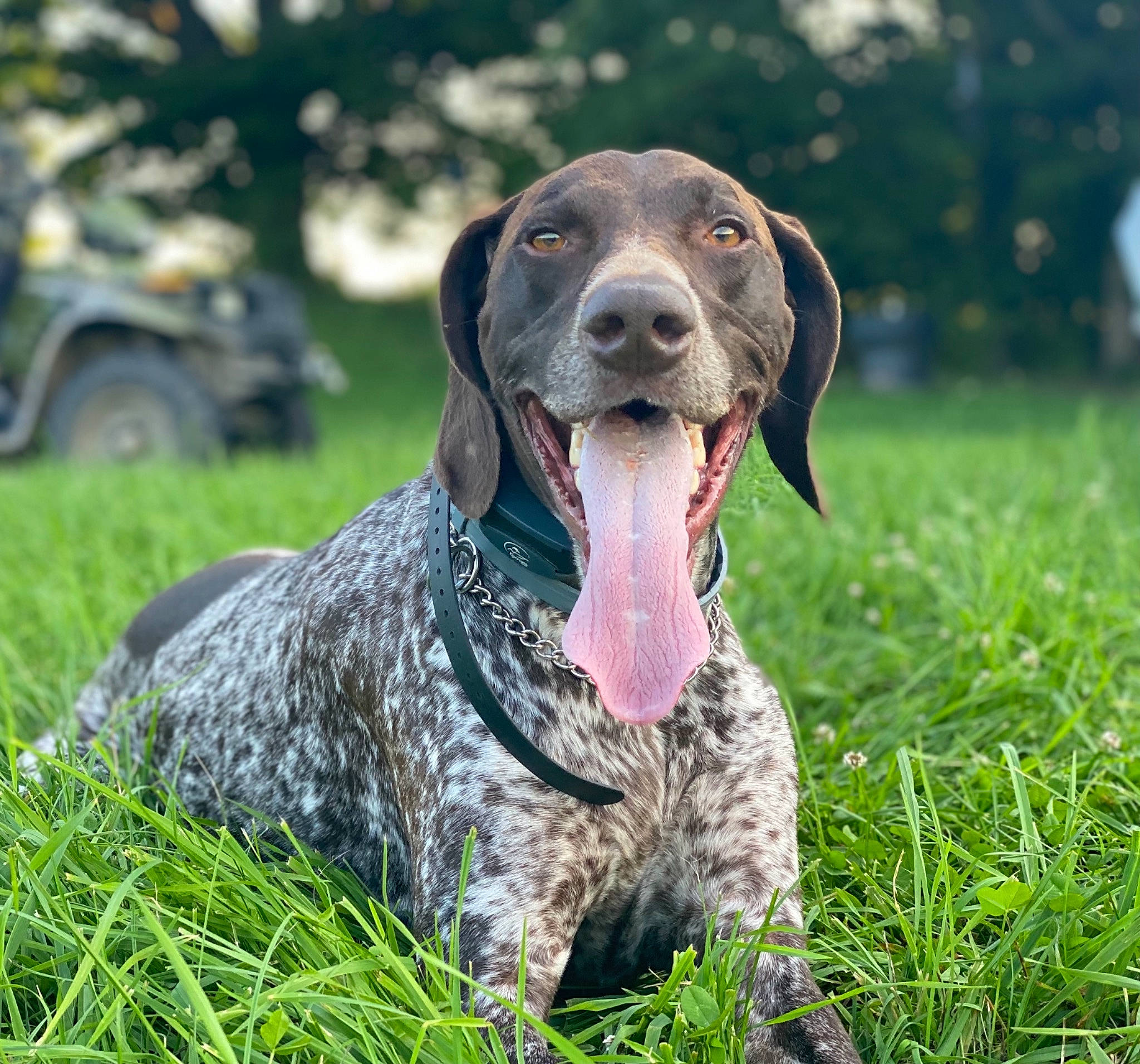 Hunter joined the competition — help win amazing prizes! automotive_tire, braque_francais, canidae, carnivore, collar, companion_dog, dog, dog_breed, dog_collar, event, grass, gun_dog, liver, old_danish_pointer, pointing_breed, snout, sporting_group, tire, wheel, working_animal