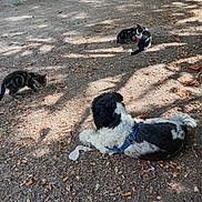 Peeper participe au concours pour gagner de l'argent avec cette photo : dog, cat, outdoor, gravel, shadows, leaves, harness, animal, pets, backyard, nature, exploring, resting, sunlight, shade, curious, ground, rustic, fence, container