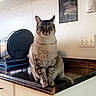 cat, tabby_cat, kitchen, countertop, dish_rack, plate, cabinet, wall_art, pet, indoor, fur, animal, curious, sitting, appliance, light, window_light, domestic, feline, home