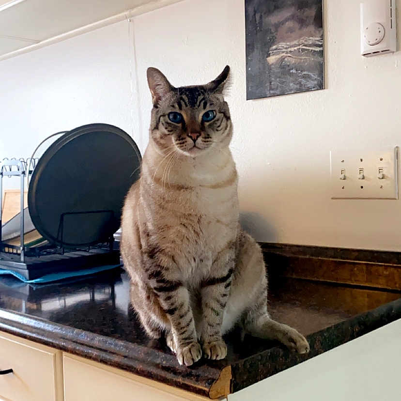 Teddy is registered to the contest to win money with this photo: cat, tabby_cat, kitchen, countertop, dish_rack, plate, cabinet, wall_art, pet, indoor, fur, animal, curious, sitting, appliance, light, window_light, domestic, feline, home